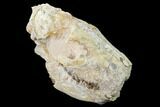 Fossil Oreodont (Merycoidodon) Skull - Wyoming #169160-4